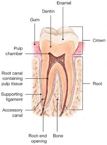 picture of the inside of a whole tooth